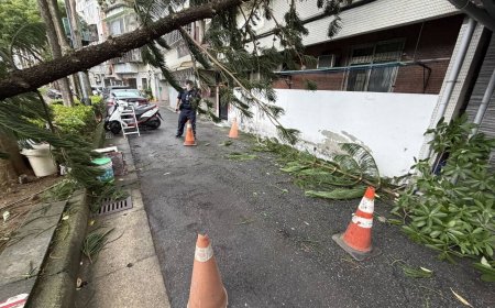 鳳凰颱風襲台！北投立農公園大樹遭強風吹斷　倒向民宅窗外