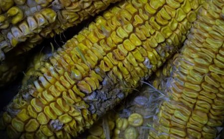 应急管理部：10月河南等地秋收受阻，13.3万人需紧急救助