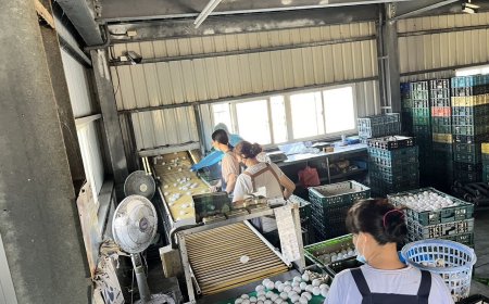 15萬顆芬普尼蛋「只追回2萬顆」　食藥署：消費者可能直接丟棄