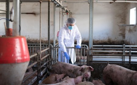 非洲豬瘟與廚餘處置何解？專家憂環保與防疫兩難　建議仿效日本EcoFeed集中化處理