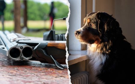 Dog shoots owner after jumping on bed during gun cleaning accident in Pennsylvania home