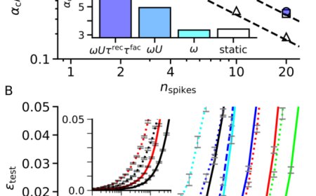 天津大学揭示大脑突触处理时空信息核心机制，为下一代 AI 提供理论支撑