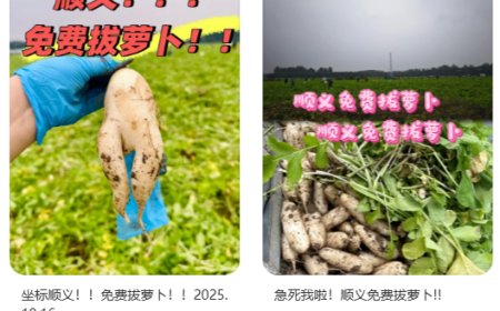 地里的菜免费“薅”？北京两人轻信网传“免费捡菜”被依法拘留