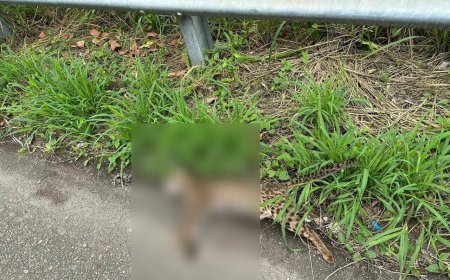 彰化又有石虎被路殺！叼鼠過馬路被撞死　血肉模糊畫面超慘