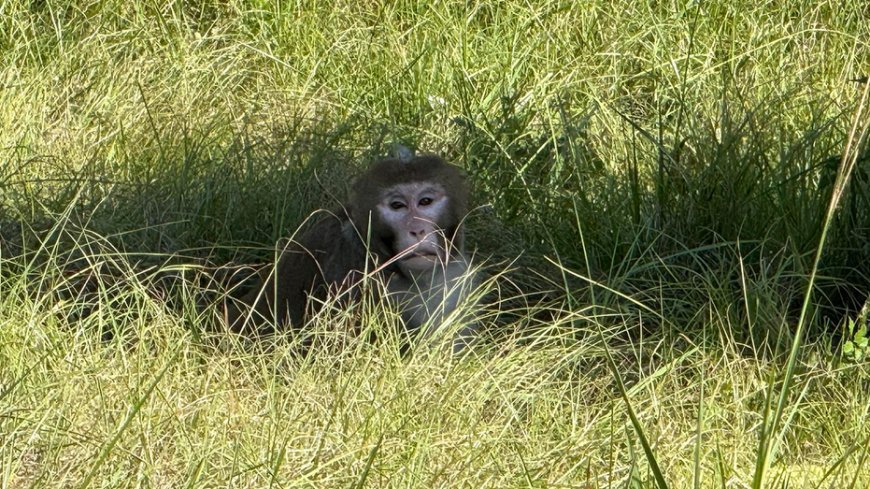 Escaped monkey captured by authorities days after truck crash flips vehicle in Mississippi