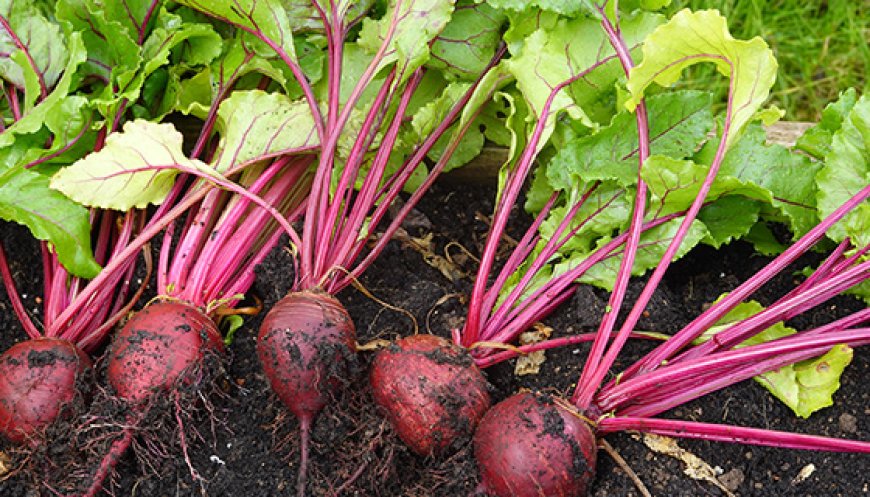 95%甜菜种子靠进口，战略物资白糖会被卡脖子吗？