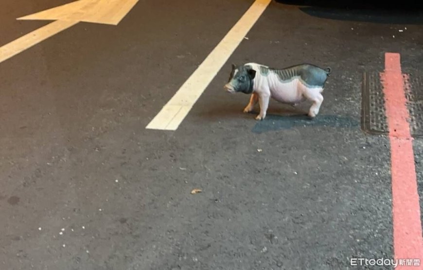 飼主慘了！太平寵物豬半夜逛大街　動保處：最重可罰100萬