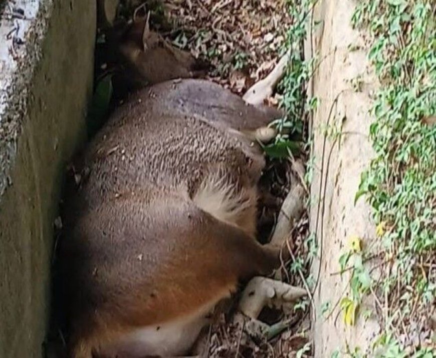 彰化二水驚見百公斤水鹿暴斃水溝　動防所：牛羊鹿不會感染豬瘟