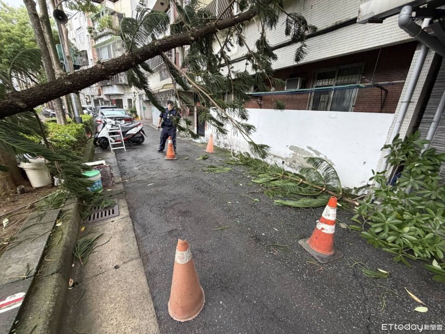 鳳凰颱風襲台！北投立農公園大樹遭強風吹斷　倒向民宅窗外