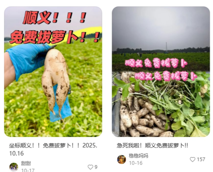 地里的菜免费“薅”？北京两人轻信网传“免费捡菜”被依法拘留