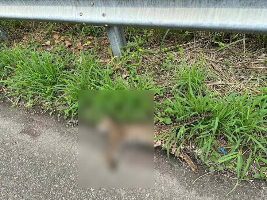 彰化又有石虎被路殺！叼鼠過馬路被撞死　血肉模糊畫面超慘