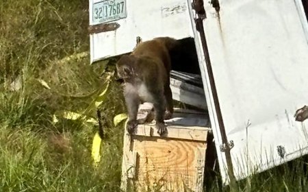 Forrest, the last escaped monkey from Mississippi highway crash, finds new life at New Jersey sanctuary