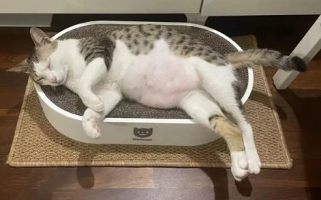 社區管理員巡樓發現「懷孕貓媽媽走失」　飼主尷尬認領：牠是公的