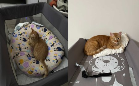 奴才買了好多窩都不睡！　橘貓只愛躺寶寶的床、玩嬰兒玩具