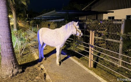 白馬深夜溜出農場逛大街！熱心女駕駛下車安撫...報警找到主人