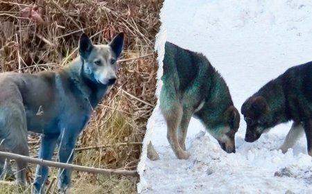 Expert reveals 'likely' reason behind Chernobyl’s mysterious blue dogs after viral photos