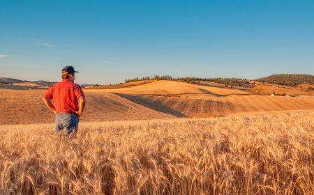 资金来自关税收入，美国政府将为农民提供120亿美元救助