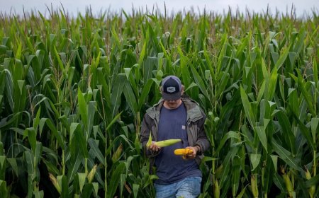 特朗普为农民提供120亿美元救助 被批权宜之计