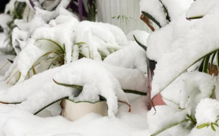 直通部委｜气象局启动重大气象灾害四级应急响应 11月份CPI同比上涨0.7%