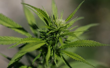 借“缉毒”打击委内瑞拉之际，白宫拟大幅放宽美国大麻限制