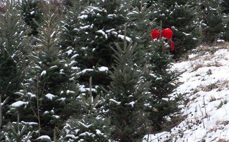 North Carolina Christmas tree farmers resurge a year after Helene's devastation