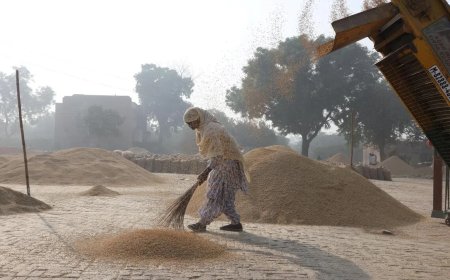 印度驳斥美国“倾销”大米指控 称出口多为高端香米