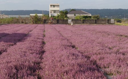 台版羅旺斯爆紅！彰化芬園紫色仙草花海秘境　遊客爆滿車亂停