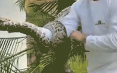 Large Burmese python on video getting pulled from Florida neighborhood tree: 'It was pretty dangerous’