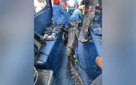 马国沙巴惊见13尺长巨鳄 三执法单位与村民联手擒捕