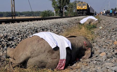 印度客运列车撞上象群 造成七头大象死亡一头大象受伤