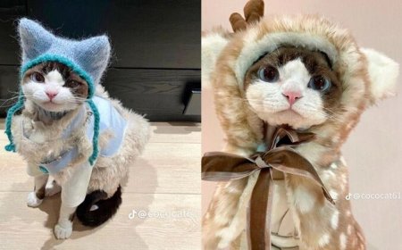 這隻時尚小貓必須追蹤！帥氣小表情＋衣品萌翻了　可鹽可甜比你還會穿搭