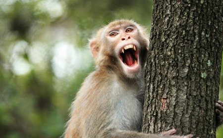 生态环境法典草案聚焦“人兽冲突”：紧急情况造成野生动物损害不担责