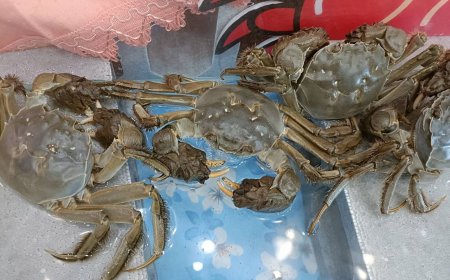 大閘蟹退燒！　養殖戶虧10年「100萬隻剩30萬」