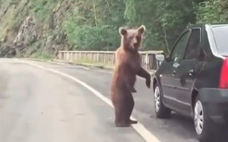 日本10个月猎杀近万头熊 但新的挑战又来了