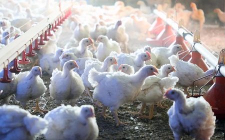 日本京都府一农场确认高致病性禽流感疫情