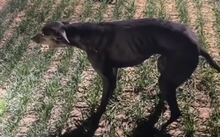 细狗拉练高速跑时突然原地石化生死不明 狗主人：跑了20分钟