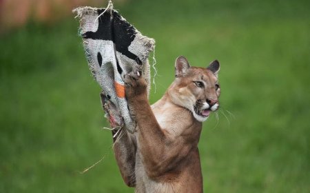 南美大陆沿海的美洲狮将企鹅纳入食谱