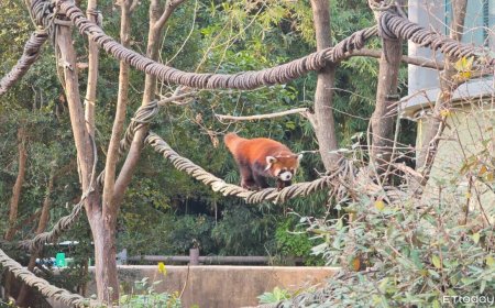 雙城論壇／兩隻赴台小貓熊曝光！　雄性強壯不挑食、雌性害羞甜美