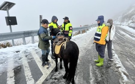 「真四驅」上合歡山追雪！騎馬溜達成公路焦點　耍帥代價曝光