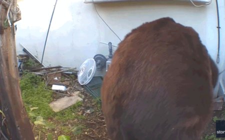 Bear remains under California home after weeks of failed removal attempts