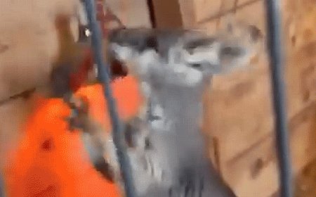 Drone search launched for runaway wallaby in New Jersey that can reach 35 mph: ‘They get hoppin’