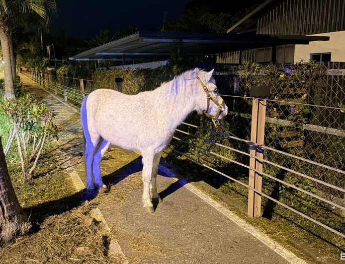 白馬深夜溜出農場逛大街！熱心女駕駛下車安撫...報警找到主人