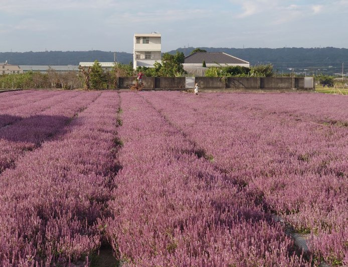 台版羅旺斯爆紅！彰化芬園紫色仙草花海秘境　遊客爆滿車亂停