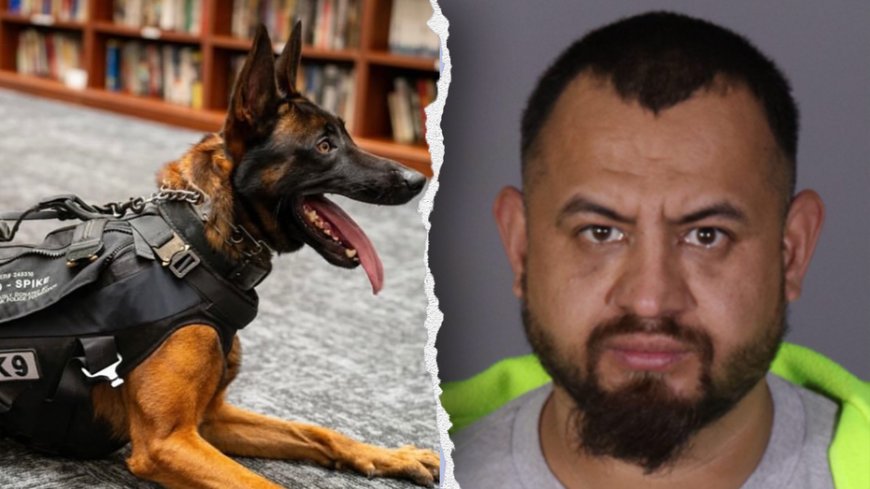 Illegal immigrant gang member killed police K-9 'Spike' before officers returned fire in California: source