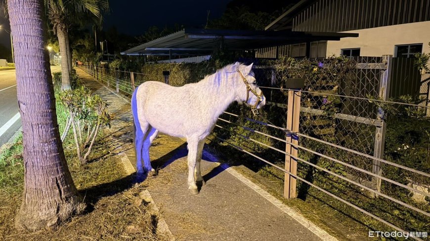 白馬深夜溜出農場逛大街！熱心女駕駛下車安撫...報警找到主人
