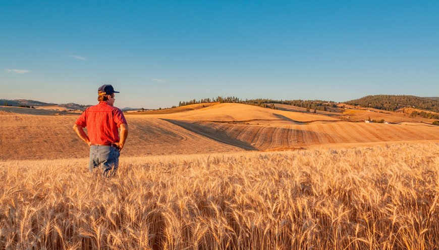 资金来自关税收入，美国政府将为农民提供120亿美元救助