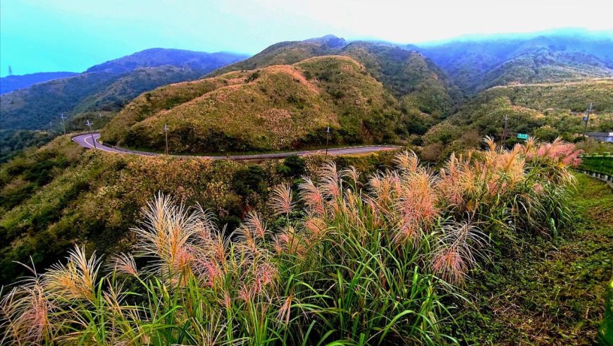 新北秋冬限定賞芒正當時　瑞芳三安揭開山城秘境魅力