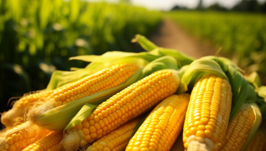 直通部委｜今年全国粮食产量再超1.4万亿斤 高速公路浓雾结冰风险地图发布