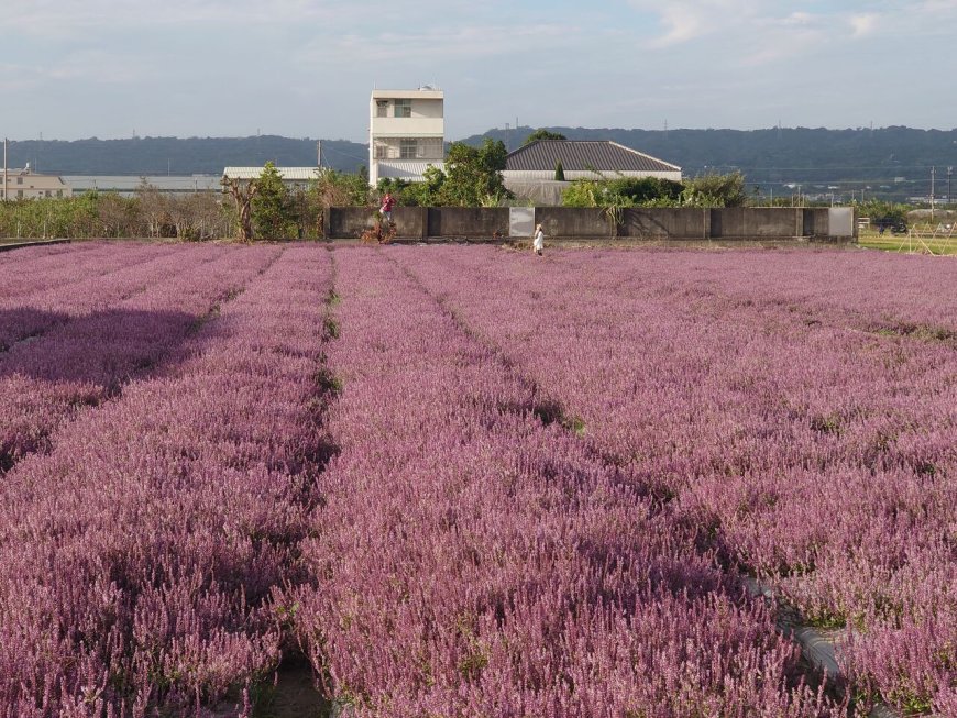 台版羅旺斯爆紅！彰化芬園紫色仙草花海秘境　遊客爆滿車亂停