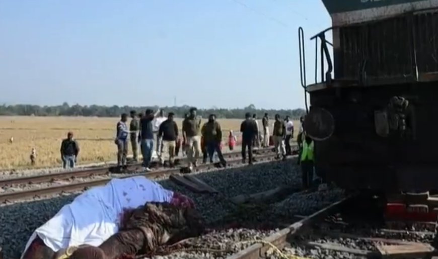 印度一辆列车撞上象群脱轨 多头野象死伤
